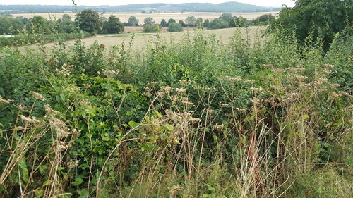 Plants growing on field