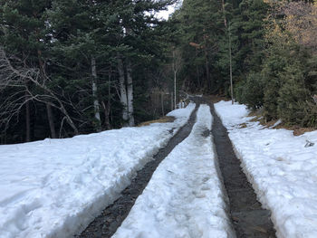 Snow covered land amidst trees in forest