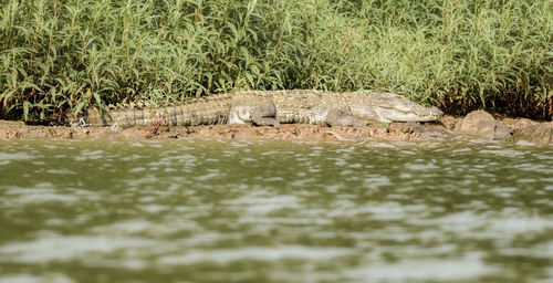 View of a reptile in the sea