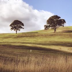 Trees on field against sky