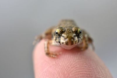 Close-up of hand holding leaf