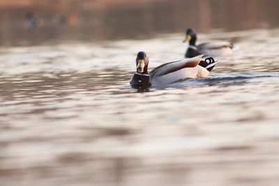 Swans swimming in lake