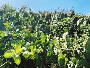 Close-up of plants growing on field during sunny day