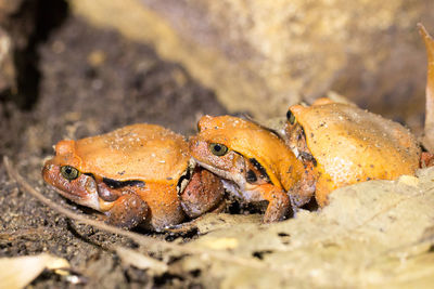 Close-up of crab on rock