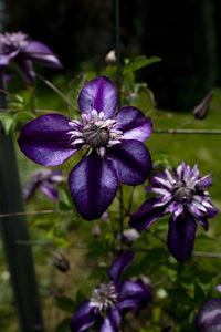 Close-up of purple flowering plant