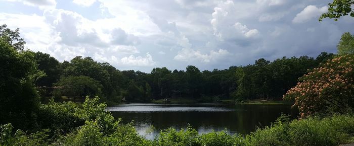 Reflection of trees in water