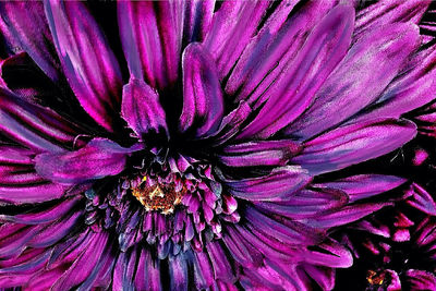 Close-up of pink flower