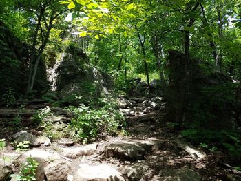 Trees in forest