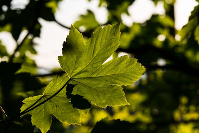 Close-up of green leaves