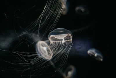 Close-up of jellyfish swimming in sea