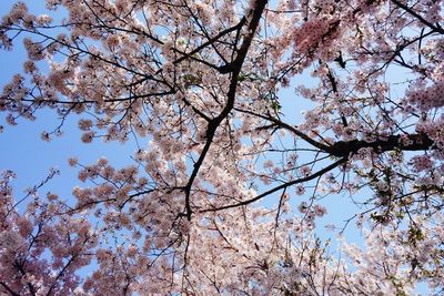 Low angle view of cherry blossoms against sky