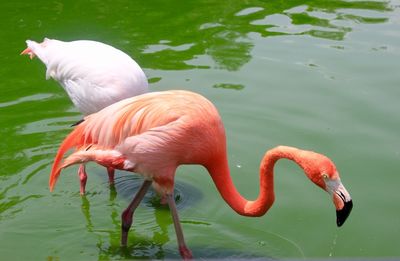 Flamingoes foraging in lake