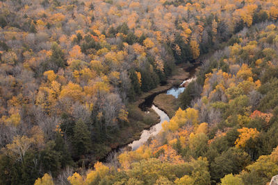 High angle view of river amidst trees in forest