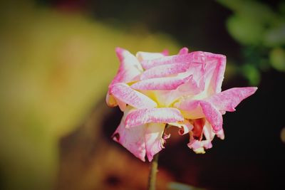 Close-up of pink rose flower