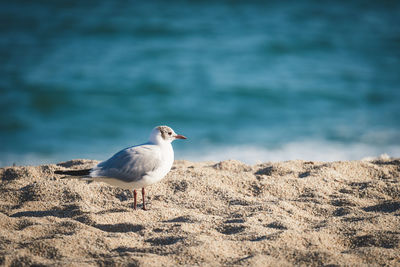 Seagull perching on a beach