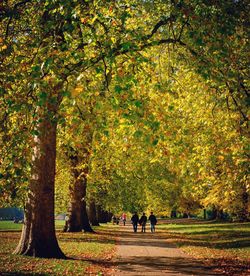 Footpath in park