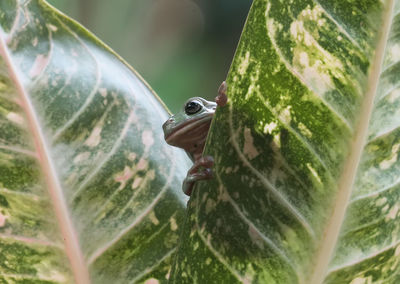 Close-up of lizard on leaf