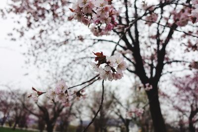 Close-up of cherry blossom