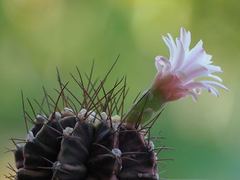 Close-up of flowering plant