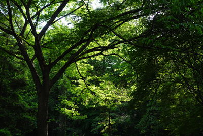Low angle view of lush trees in forest
