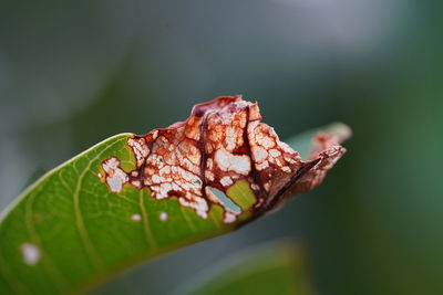 Close-up of dried leaf on plant