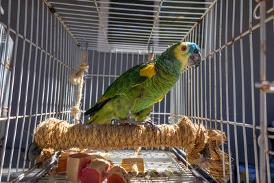 Close-up of parrot in cage