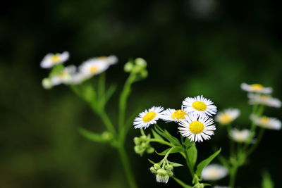 Close-up of white flowering plant