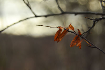 Close-up of wilted plant during autumn