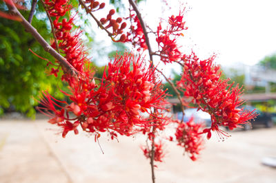 Close-up of red berries on tree