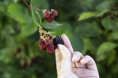 Close-up of hand holding fruits