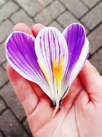 Close-up of hand holding purple flower