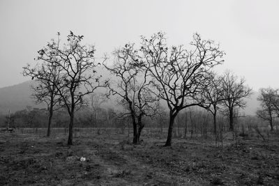 Trees on landscape against sky