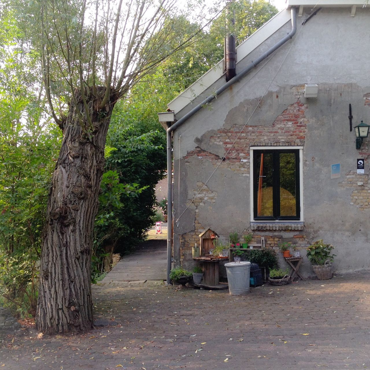 architecture, built structure, building exterior, house, window, tree, residential structure, residential building, abandoned, plant, building, door, street, day, old, sunlight, no people, outdoors, growth, wall - building feature