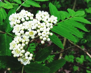 Close-up of white flowers blooming outdoors