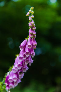 Close-up of purple flowering plant