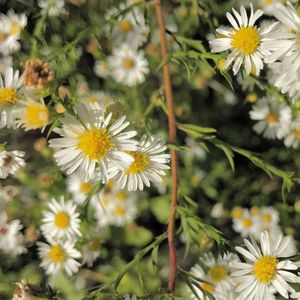 Close-up of yellow flowers blooming outdoors