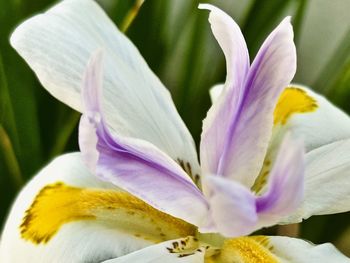 Close-up of white iris flower