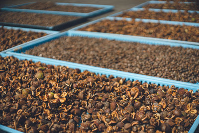 Drying process of camellia nuts to produce camellia oil in a traditional way.