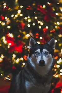 Portrait of dog on christmas tree