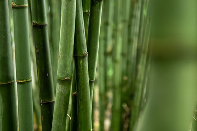 Close-up of bamboo plant