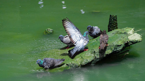 High angle view of duck swimming in lake