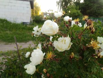 Close-up of white flowering plants in yard