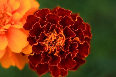 Close-up of wilted flower against blurred background