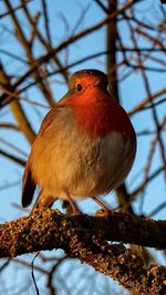 Low angle view of bird perching on branch