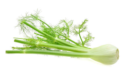 Close-up of succulent plant against white background