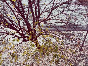 Low angle view of tree against sky