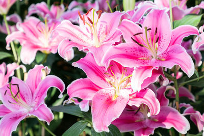 Close-up of pink flowers