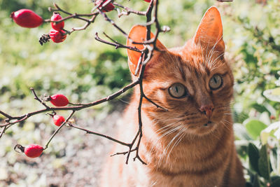 cat