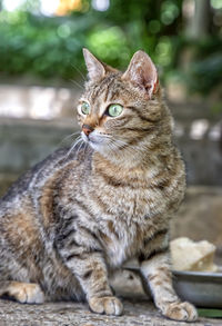 Close-up of a cat looking away