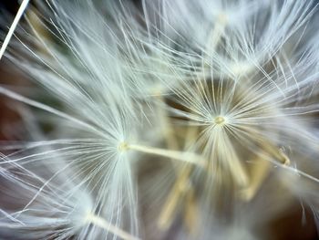 dandelion